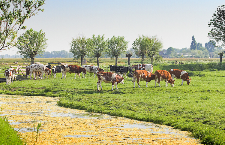 与牛和羊的荷兰国家风景