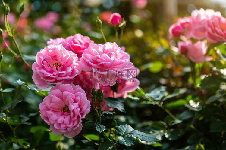 夏天在花园里的玫瑰园里美丽的粉
