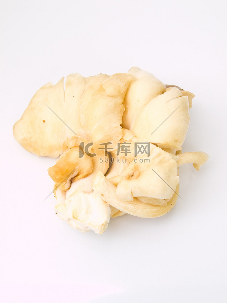 “Sarjor-caju 蘑菇