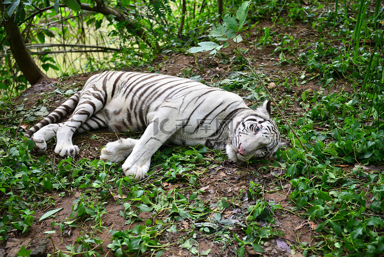 雌性白色孟加拉虎