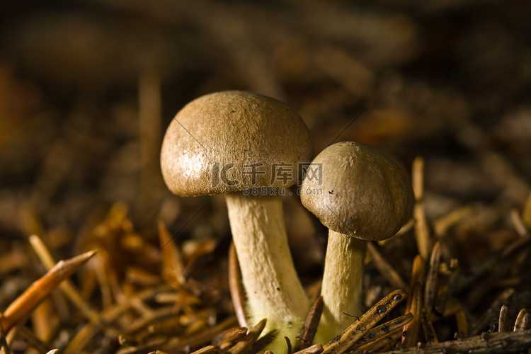 “森林蘑菇，宏观”