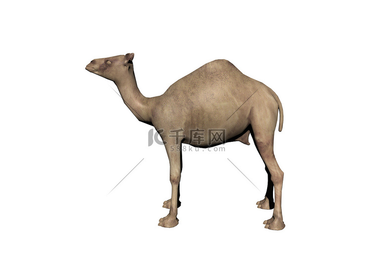 沙漠中毛茸茸的单峰骆驼