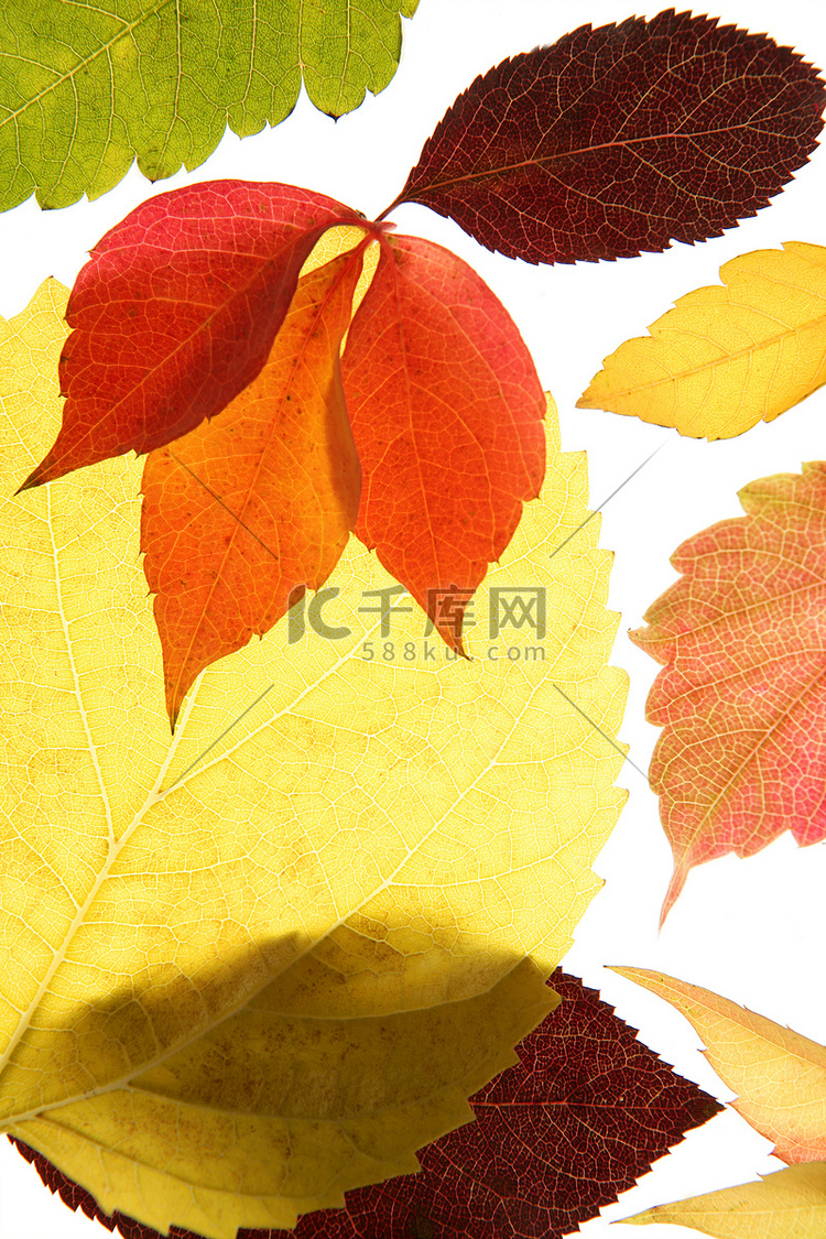 “秋天，秋天的树叶仍然装饰着工