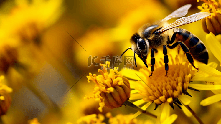 黄花上的棕色和黑色蜜蜂照片