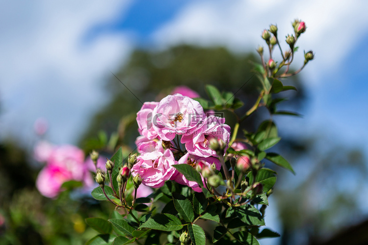 夏天在花园里的玫瑰园里美丽的粉