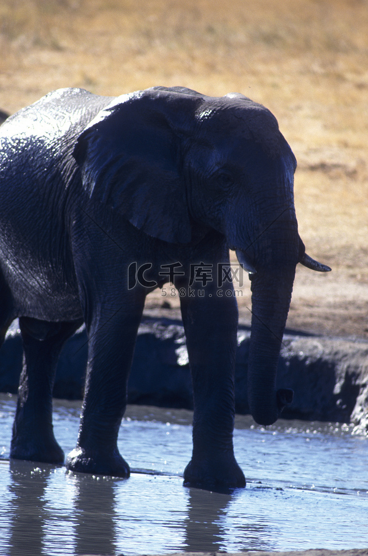 成年大象和水。