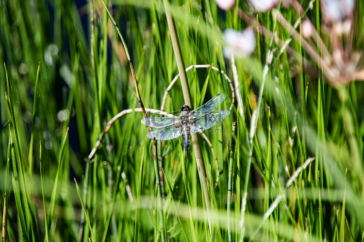 蜻蜓坐在绿色的草茎上
