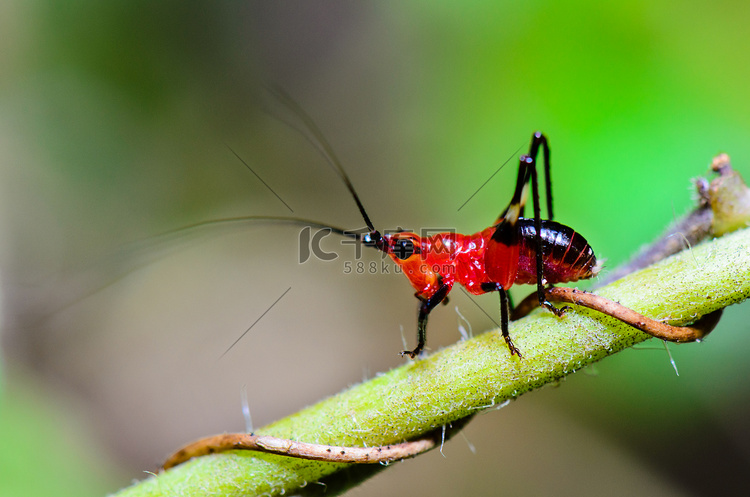 Conocephalus Melas 小红蟋蟀