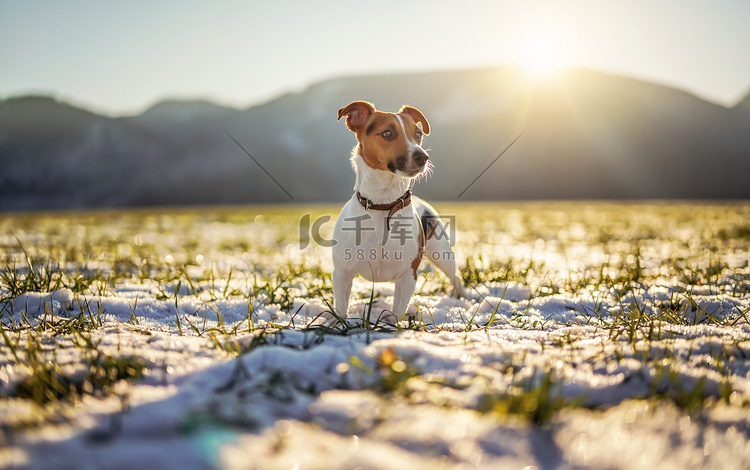 在寒冷的冬日，小杰克罗素梗犬站