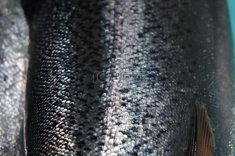 鱼皮鳞片的灰色或灰色和银色质地