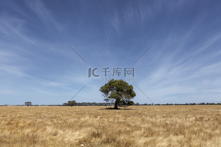 田野上的一棵树晴天蓝天
