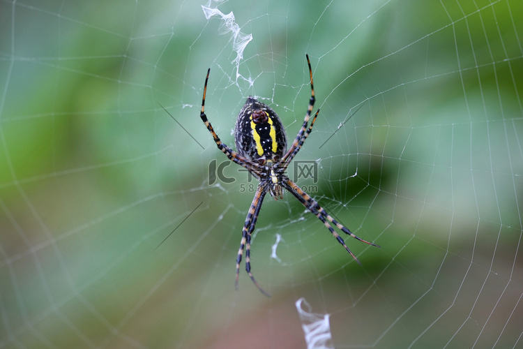 带状花园蜘蛛雌性 argiope trifasciata