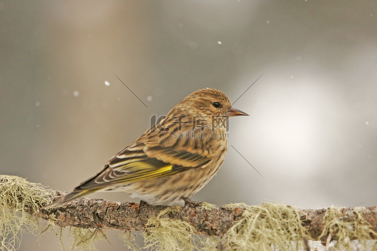 松黄雀 (Carduelis pinus)