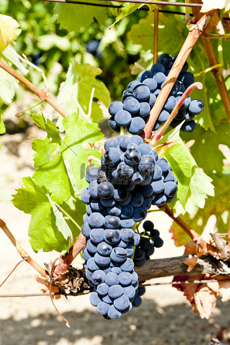 “蓝色葡萄，拉里奥哈，西班牙”