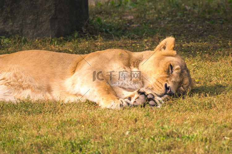 母狮躺下，睡觉，小睡，阳光明媚