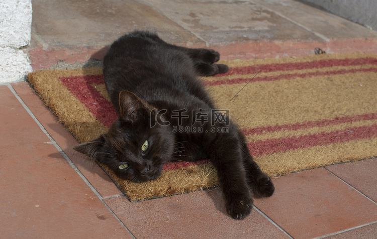深棕色小猫躺在纤维垫和赤陶上伸