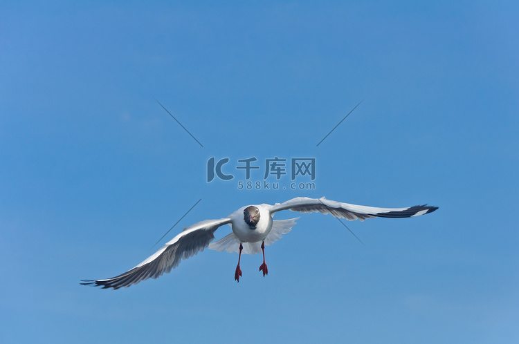 孤独的白色海鸥在蓝天飞翔