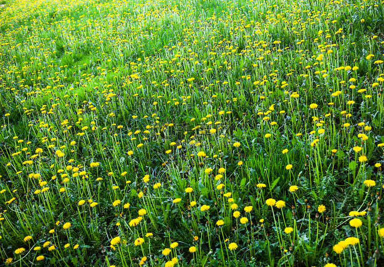 有许多开花的黄色蒲公英的草甸