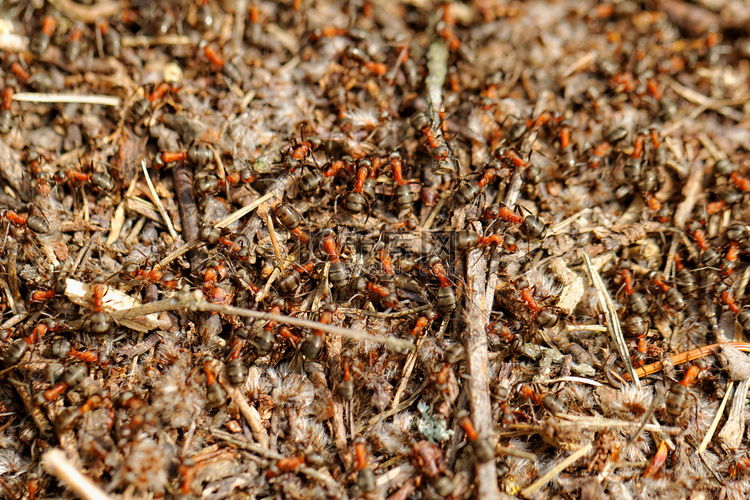 蚂蚁和蚁丘