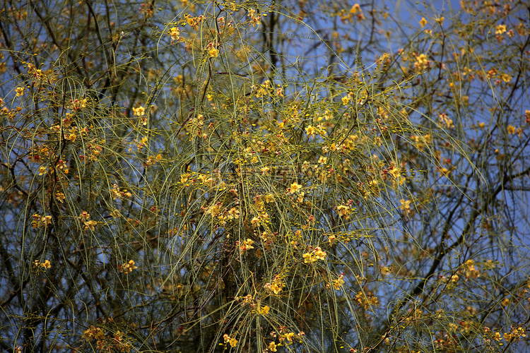 耶路撒冷刺花（Parkinsonia aculeata）