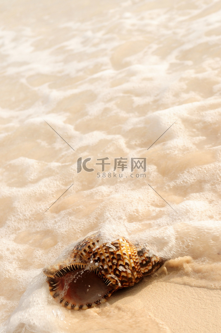 贝壳和海浪