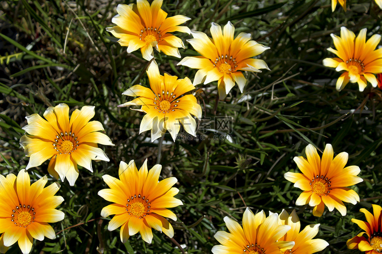 花园中五颜六色的黄色杂色菊花
