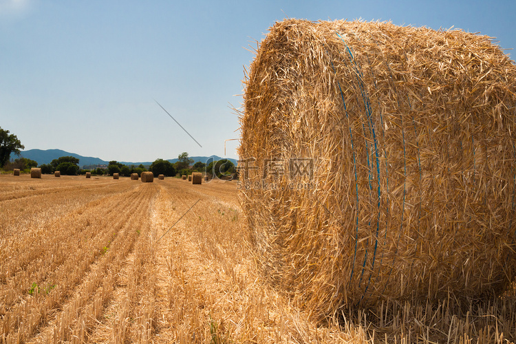 夏季用稻草捆收割的田地