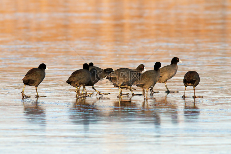 白头鸭在结冰的湖面上成群结队