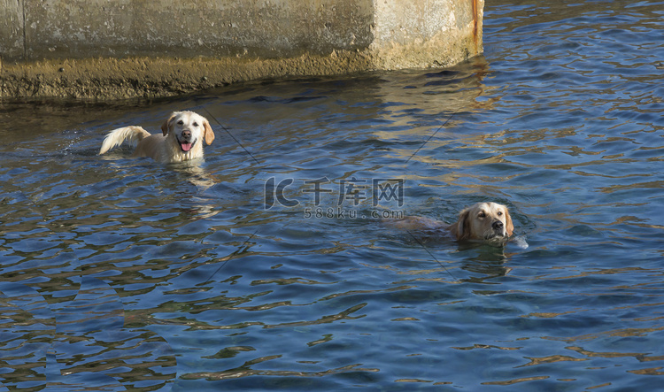 两只狗游泳