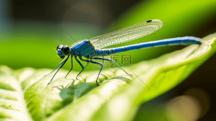白天在绿色植物上栖息的蓝色蜻蜓