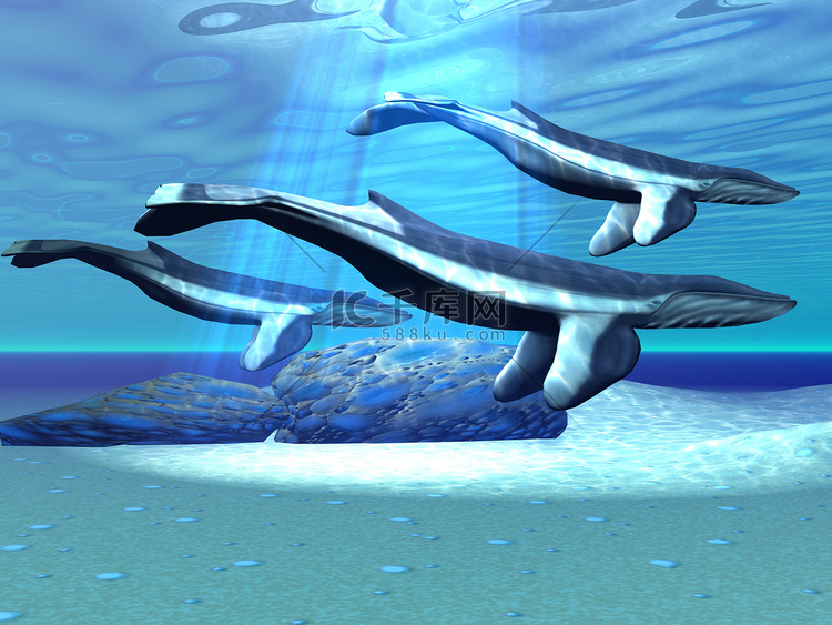 蓝鲸保护区