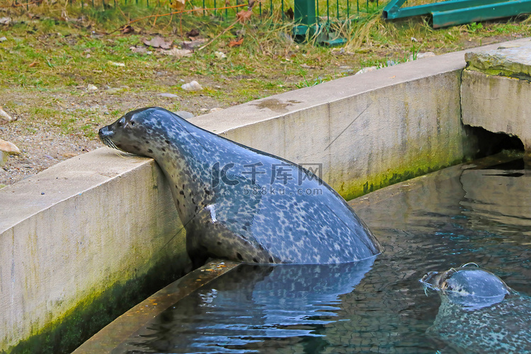 公园里一只成年海豹的特写。