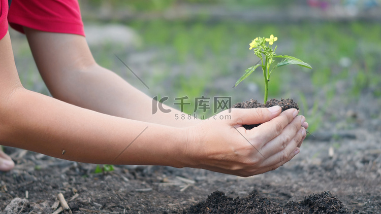 女人手扶着在花园里的土壤里种树