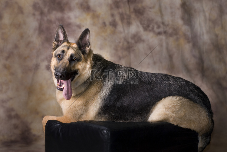 德国牧羊犬肖像