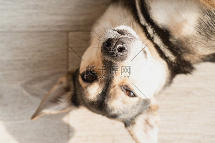 有趣的混合品种狗躺在地板上