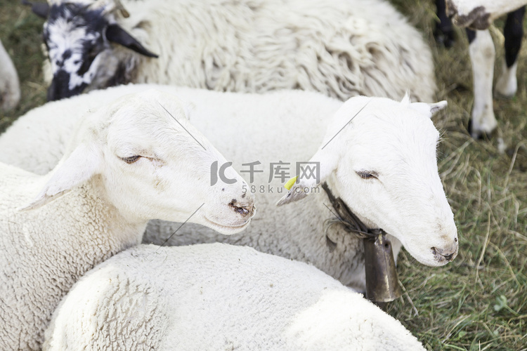 圈养的羊