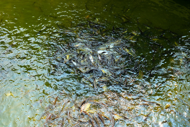 在池中喂鱼。