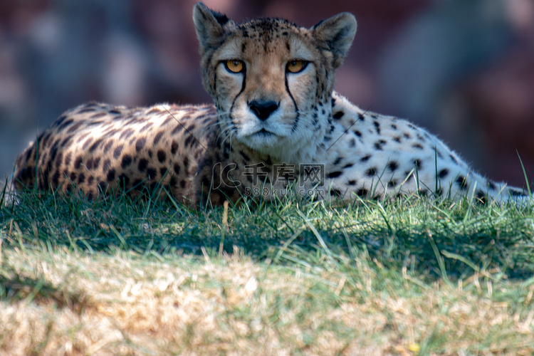 大追逐后，雌猎豹躺在草地上