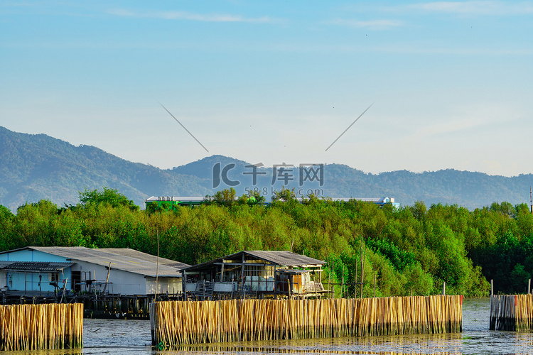 海中红树林用干竹制成的防浪围栏