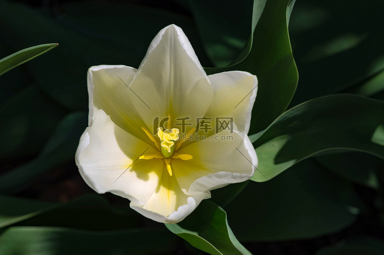一朵白色郁金香的特写镜头在花园
