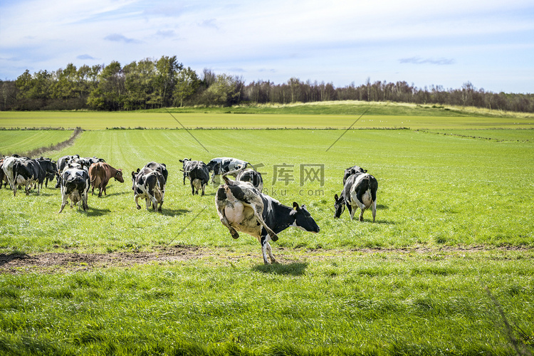 奶牛跑到绿色的草地上