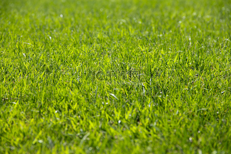 高尔夫球场绿草背景。