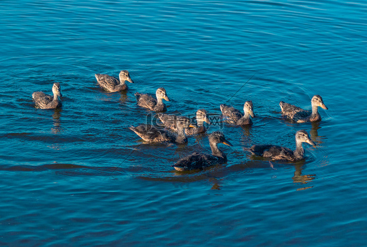 鸭子家族在湖上游泳