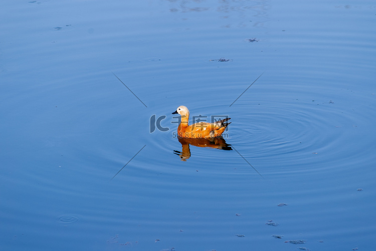池塘里的红麻鸭 (Tadorn