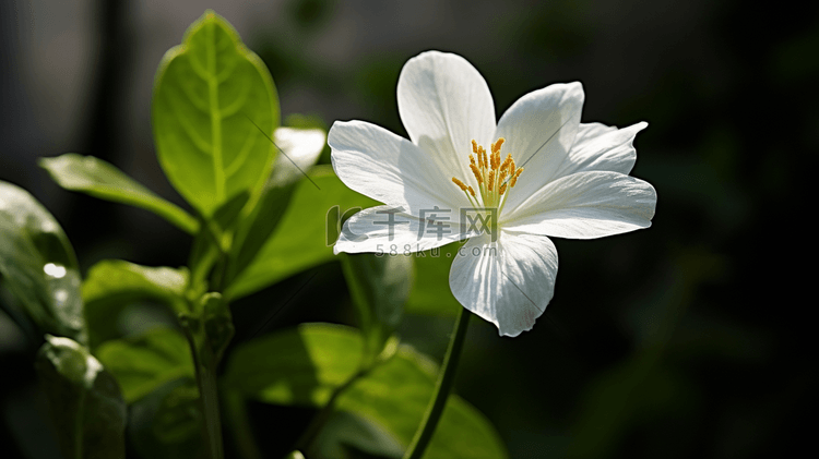 植物白花和绿叶