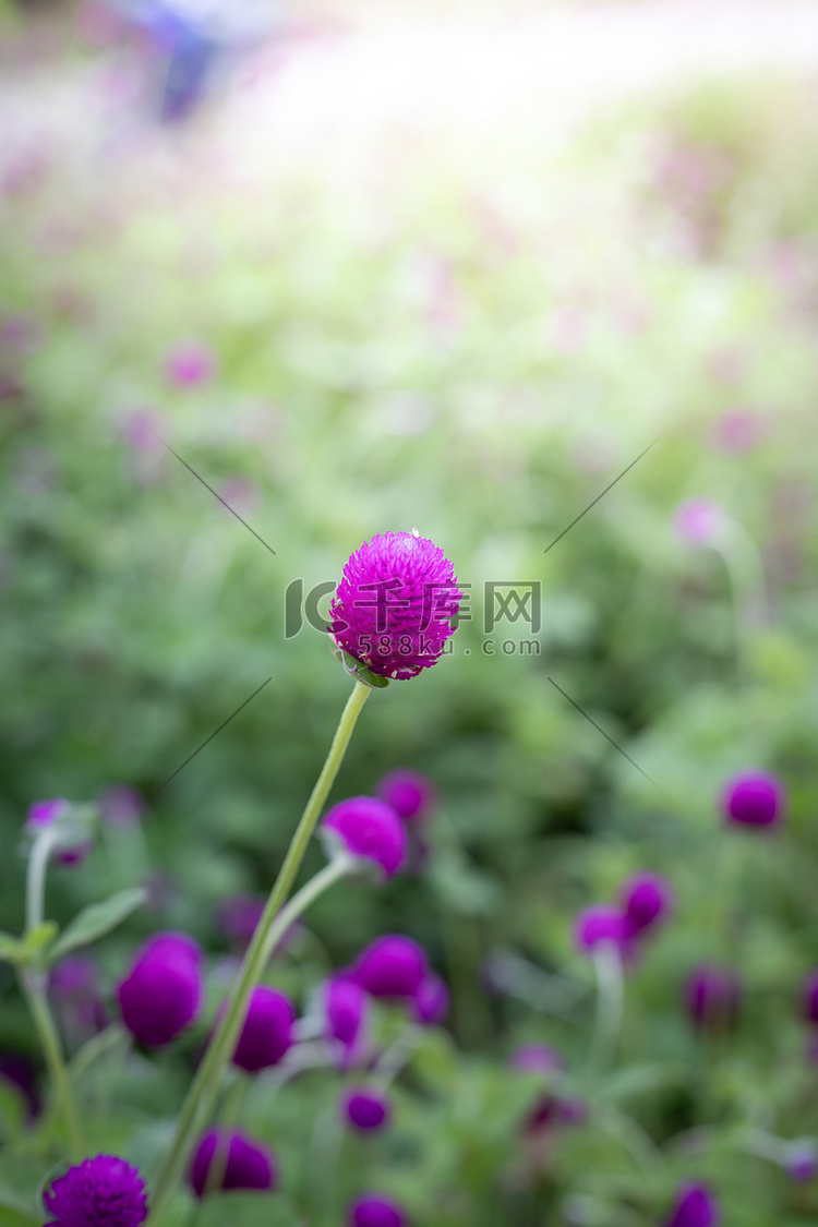 五颜六色的花朵的背景图片