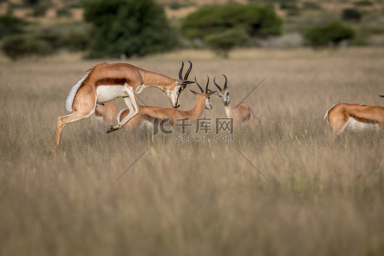 跳羚在喀拉哈里沙漠中部奔跑。