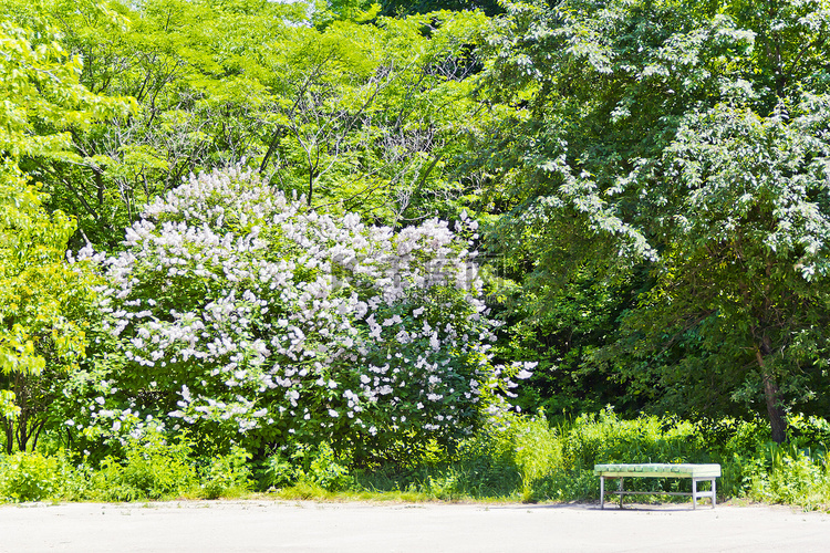 大丁香花丛附近的空长凳