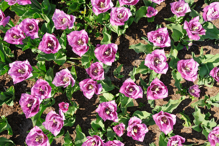 从上方射出的玫瑰紫郁金香，荷兰