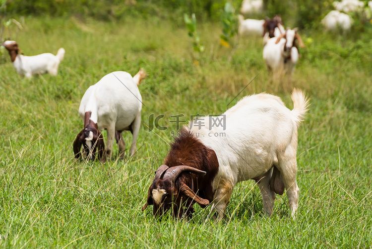 泰国有机农场牧场上的山羊。